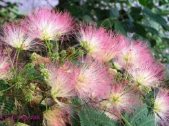 mimosa_flower_kyde