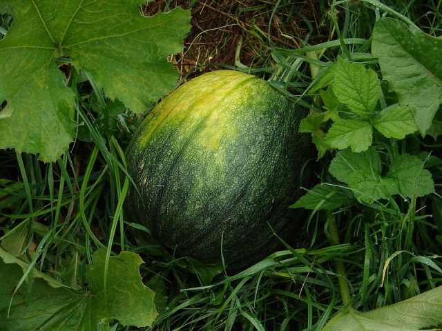 watermelon-165401_960_720